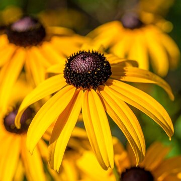 Vibrant Yellow Coneflower Blooming in Sunlit Garden Close Up