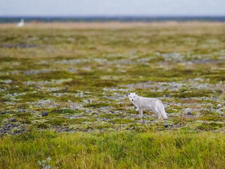 Fototapeta premium Arctic fox standing in the vast green tundra landscape of Iceland