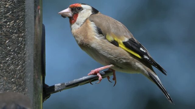 European Goldfinch (Carduelis carduelis) adult eating Niger seeds from a garden bird feeder. June, Kent, UK [Half speed]