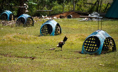 Gamefowl housing and feeding area on Siquijor Island, Philippines. Individual shelters and free-ranging rooster in a traditional rural backyard reflect the local gamefowl breeding culture  © akturer