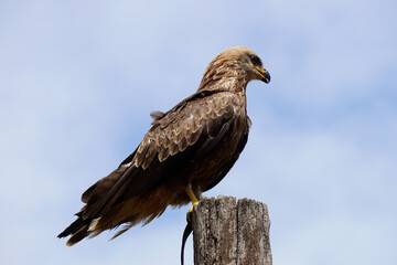 Fototapeta premium Low angle shot of a majestic black kite (Milvus migrans) perched on a tall weathered wooden post against a blue sky.