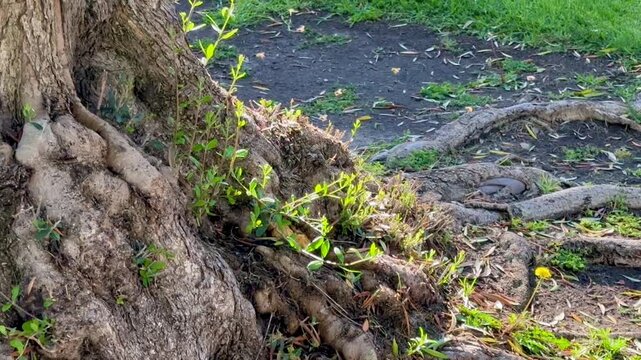 Several fuzzy honeybees swarm and fly actively around a hollow opening in the weathered bark of a large textured tree trunk on a warm sunny spring daytime afternoon