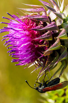Close-up of a vibrant purple thistle flower with a black insect perched on its petals, showcasing intricate details of nature in a blurred green background