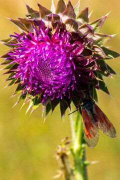 Close-up of a vibrant purple thistle flower with a red-winged insect perched on its petals against a blurred natural background in a sunny environment