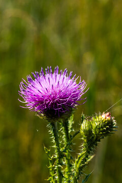 Purple thistle flower with spiky green leaves and a budding flower, set against a blurred background of green grass in a natural outdoor environment