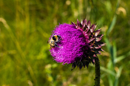 Bumblebee perched on vibrant purple thistle flower in a natural setting with green foliage and blurred background, showcasing the beauty of nature and pollination