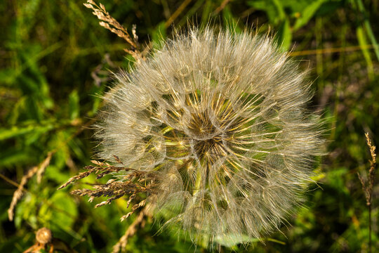 Salsify. Large dandelion seed head with fluffy white seeds surrounded by green grass and wild plants in a natural outdoor setting during daylight
