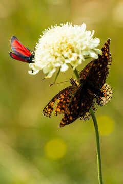 Two butterflies perched on a white flower in a natural setting, one with orange and black patterns and the other with red and black wings against a blurred green background