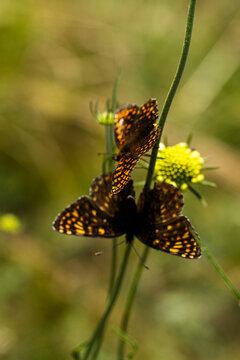 Two butterflies with orange and black patterns resting on green stems of flowering plants in a natural outdoor setting with soft blurred background