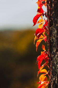 Autumn in  Shenandoah National Park, Virginia, United States of America
