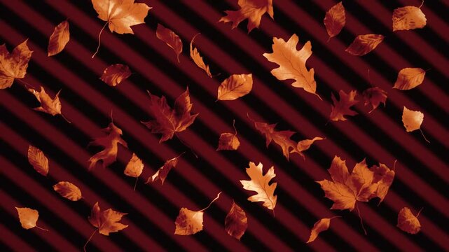 Falling autumn maple and oak leaves over dark red diagonal stripes