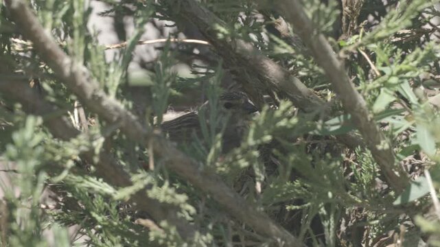 Linnet (Linaria cannabina) warms the chicks in the nest. Canon Log without color correction.

