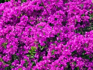 Obraz premium flower