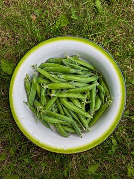 Green peas lie in a metal bowl against a background of grass