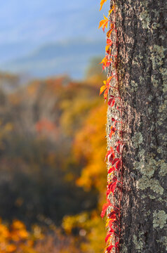 Autumn in  Shenandoah National Park, Virginia, United States of America
