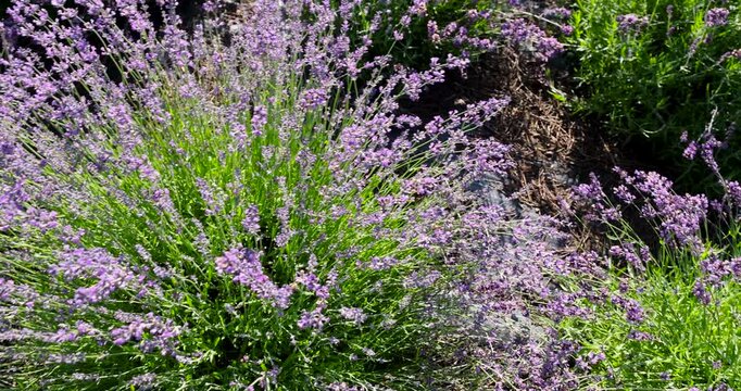 Lavender is purple in color, slender lavender peduncles with open petals are located against the background of blurred rows of shrubs on a flower farm.