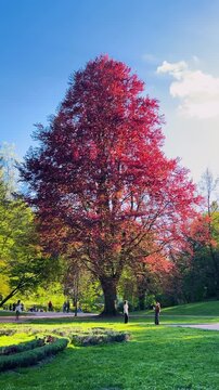 A beautiful red beech tree displays its purple foliage in a public park. Bright green grass contrasts with the majestic crown of Fagus sylvatica as people walk along pathways.
