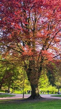 A beautiful red beech tree displays its purple foliage in a public park. Bright green grass contrasts with the majestic crown of Fagus sylvatica as people walk along pathways.
