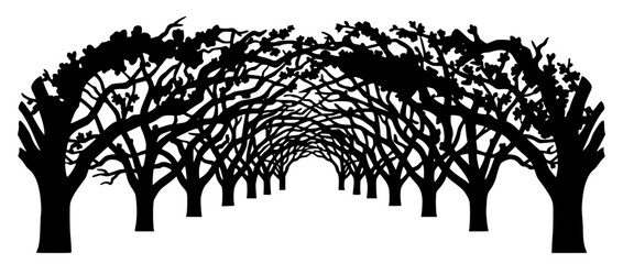 Fototapeta premium Silhouette of a tree tunnel archway with branches