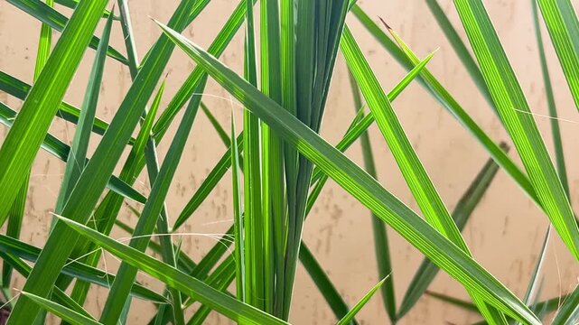 Fresh green palm leaves sway gently in the wind under bright daylight. Close-up shot captures textured organic pattern of vibrant tropical foliage for a botanical natural background.