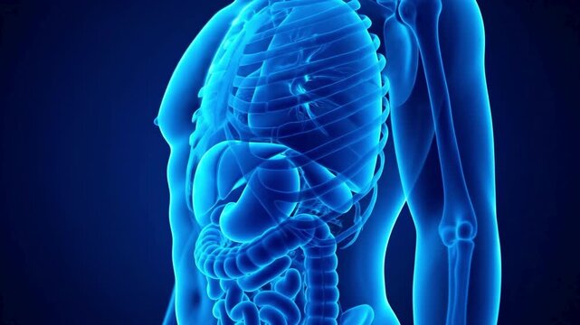 Blue 3D human anatomy illustration showing internal organ and skeleton structure. Suitable for education, medicine, science, and healthcare.