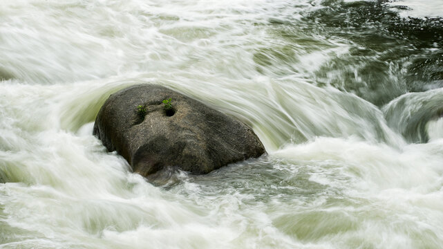 River rapids flowing swiftly around resilient rock with plants