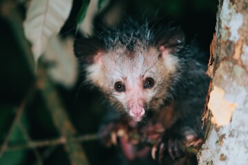 Fototapeta premium Aye-aye lemur with wide eyes and coarse fur peering from behind a tree trunk in a dark forest for nocturnal wildlife and conservation themes