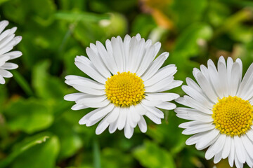 Obraz premium Field of white daisy flowers blooming abundantly in an outdoor meadow during the spring season