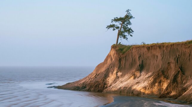 Eroded coastal bluff with a lone pine tree against a soft blue sky background for environmental change and climate awareness concepts