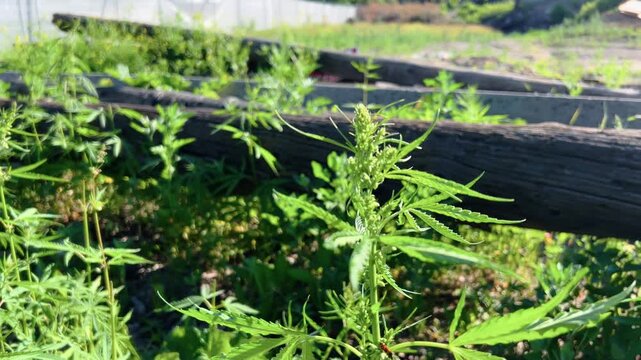 Cannabis plant with forming flower bud growing near wooden border in summer garden