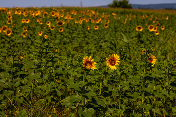 Obraz premium Sunflower field. Agriculture, sunflower seeds growing concept