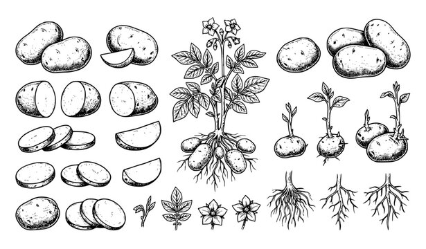 Hand Drawn Potato Plant and Root Vegetable Sketch Collection Vector Illustration