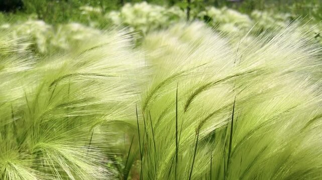 Feather grass Stipa pennata swaying in summer wind in a mixed wildflower meadow