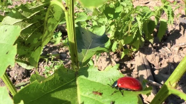 Bright red beetle Chrysomela populi resting on a large green leaf outdoors in summer