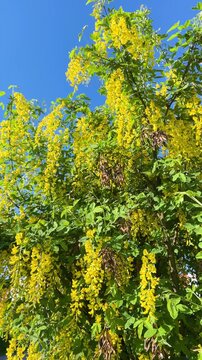 Bright yellow laburnum flowers hang in dense clusters against clear blue sky. Gentle summer breeze sways golden rain blossoms on an ornamental tree showcasing blooming toxic pods in a garden.