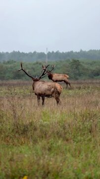 Two Big Elk Bulls Eyeing Each Other Intimidation Posturing Before Rut Battle Trash Talk 