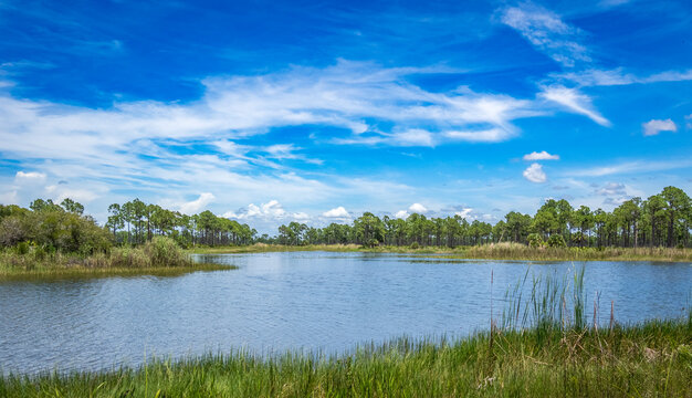 Webb Lake in Fred C. Babcock / Cecil M. Webb Wildlife Management Area in Punta Gorda Florida USA