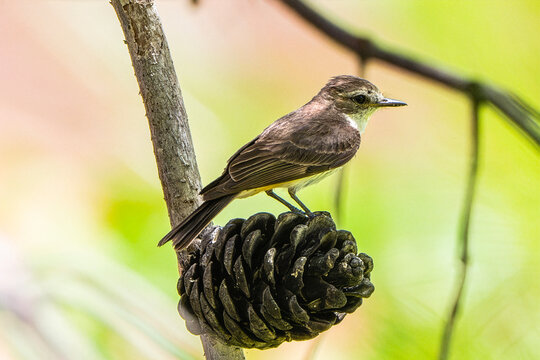 Vermilion Flycatcher (Pyrocephalus rubinus) Photo, Female Perched on a Pine Cone