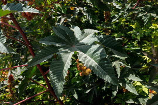 Castor Bean Plant, Ricinus communis, Leaves Close Up