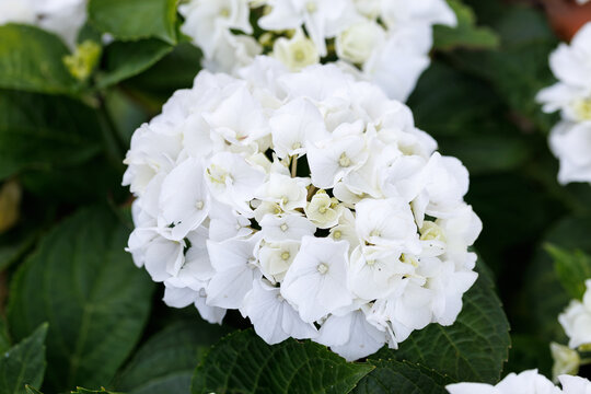 Blooming White Hydrangea in Garden