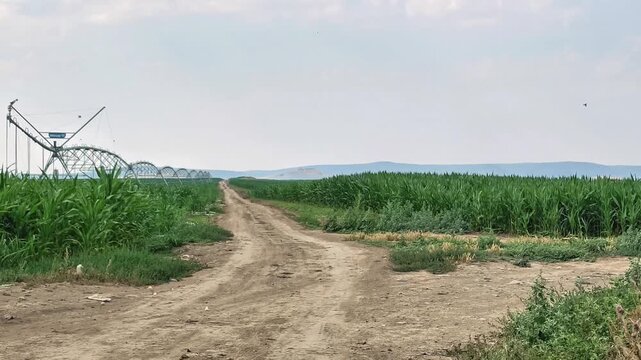 Modern irrigation system watering cornfield during sunny summer agricultural farming landscape aerial footage
