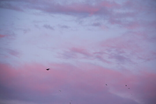 pastel winter sky with pink and purple clouds