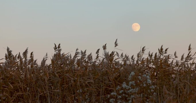 Full moon rising over lakeside reeds and vegetation at dusk