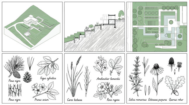 Architectural landscape design project with terraced garden and plant species