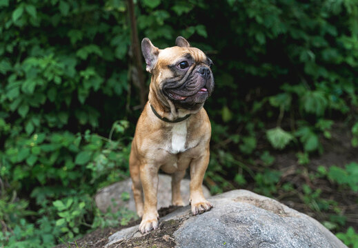Fawn french bulldog standing on rock in forest with green foliage background