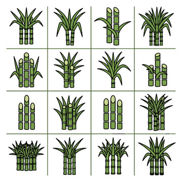 Grid set of various sugar cane icons and plant illustrations