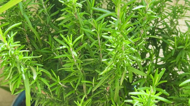 Close-up of fresh green rosemary growing in a pot on a balcony. Dense bush of organic aromatic herb sways in daylight, ready for harvesting needlelike leaves in a home Mediterranean garden.