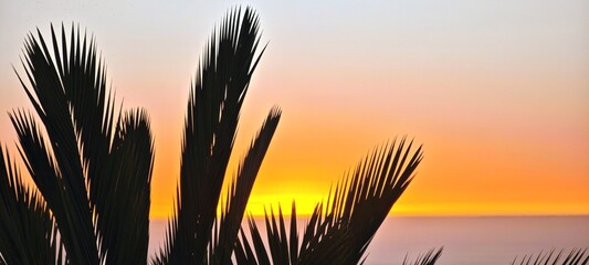 Palme im Sonnenuntergang auf La Palma © Guido Miller
