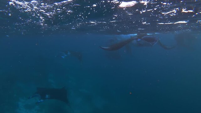 Graceful Manta Ray Swimming in Komodo National Park, Labuan Bajo, Indonesia