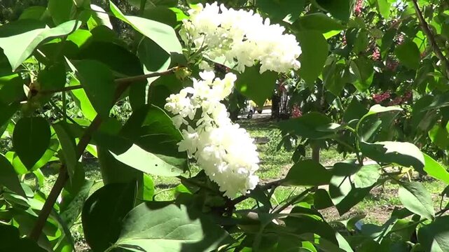 White lilac flowers.